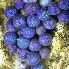 Attēlu rezultāti vaicājumam “Badhamia dubia”