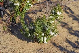 Attēlu rezultāti vaicājumam “Empetraceae”