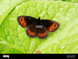 Attēlu rezultāti vaicājumam “Erebia aethiops upperside”