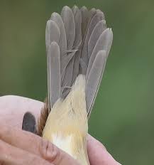 Image result for Acrocephalus aedon