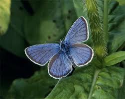 Attēlu rezultāti vaicājumam “Cyaniris semiargus male”