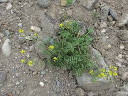 Attēlu rezultāti vaicājumam “Rorippa sylvestris flower”