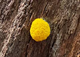 Attēlu rezultāti vaicājumam “Fuligo septica var. rosea young”