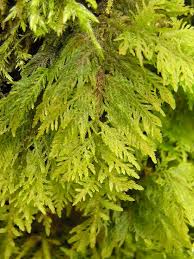 Attēlu rezultāti vaicājumam “Thuidium”