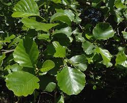 Attēlu rezultāti vaicājumam “Alnus glutinosa leaf”