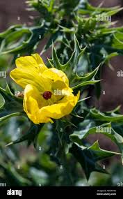 Attēlu rezultāti vaicājumam “Papaver argemone fruit”