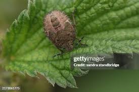 Attēlu rezultāti vaicājumam “Dolycoris baccarum”