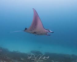 Image result for Raja radula