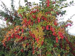 Attēlu rezultāti vaicājumam “Berberis”