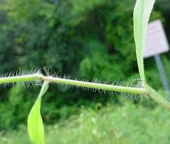 Attēlu rezultāti vaicājumam “Cribraria splendens stalked”