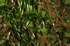 Attēlu rezultāti vaicājumam “Fissidens osmundoides”