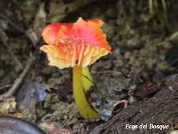 Attēlu rezultāti vaicājumam “Hygrocybe cantharellus”