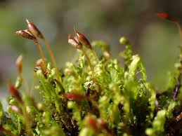 Attēlu rezultāti vaicājumam “Fissidens adianthoides sporophyte”