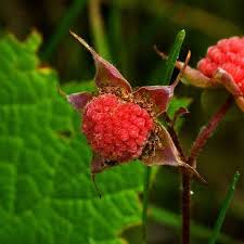 Attēlu rezultāti vaicājumam “Rubus parviflorus fruit”