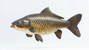 Image result for Hypophthalmichthys nobilis