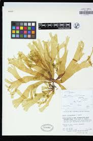 Attēlu rezultāti vaicājumam “Reticularia jurana young”