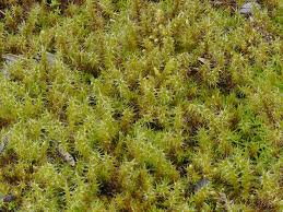 Attēlu rezultāti vaicājumam “Campylium chrysophyllum”