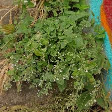 Image result for Nepeta cataria