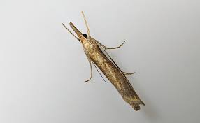 Attēlu rezultāti vaicājumam “Agriphila tristella”