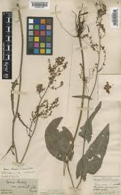 Attēlu rezultāti vaicājumam “Rumex thyrsiflorus”