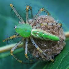 Attēlu rezultāti vaicājumam “Trichia longipalpis macro”