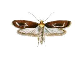 Attēlu rezultāti vaicājumam “Depressaria olerella”