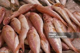 Image result for Caranx crysos