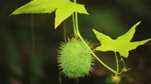 Attēlu rezultāti vaicājumam “Echinocystis lobata fruit”