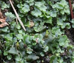 Attēlu rezultāti vaicājumam “Pellia endiviifolia sporophyte”