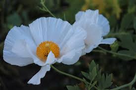 Image result for Romneya coulteri
