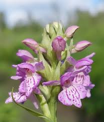 Attēlu rezultāti vaicājumam “Dactylorhiza majalis subsp. baltica flower”