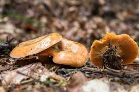 Attēlu rezultāti vaicājumam “Lactarius deterrimus”