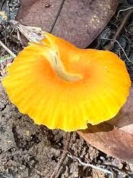 Attēlu rezultāti vaicājumam “Metatrichia floriformis stalked”