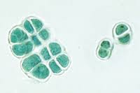 Attēlu rezultāti vaicājumam “Pleurococcus vulgaris”