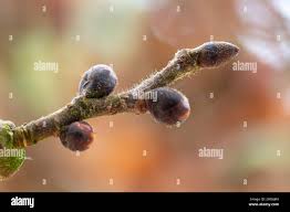 Attēlu rezultāti vaicājumam “Ulmus glabra”