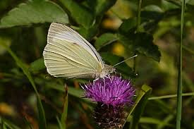 Attēlu rezultāti vaicājumam “Pieris brassicae underside”