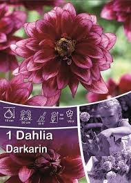 Image result for Dahlia Darkarin`