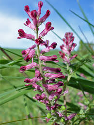 Image result for Fumaria officinalis