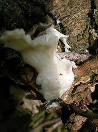 Attēlu rezultāti vaicājumam “Reticularia jurana spores”