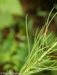 Attēlu rezultāti vaicājumam “Erysimum hieracifolium fruit”