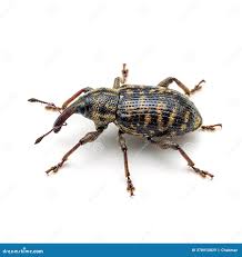 Attēlu rezultāti vaicājumam “Hylobius abietis”