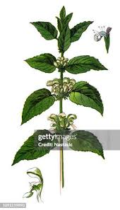 Attēlu rezultāti vaicājumam “Lamium album leaf”