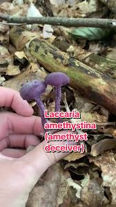 Attēlu rezultāti vaicājumam “Laccaria amethystina”