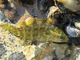 Image result for Symphodus melops