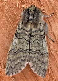 Attēlu rezultāti vaicājumam “Achlya flavicornis”