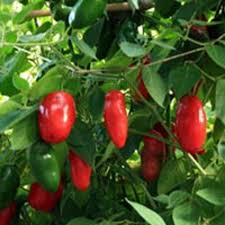 Afbeeldingsresultaat voor red rocoto hot pepper