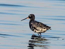 Image result for Tringa erythropus