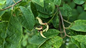 Attēlu rezultāti vaicājumam “Taphrina padi”