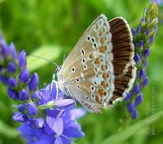 Attēlu rezultāti vaicājumam “Aricia artaxerxes  underside”