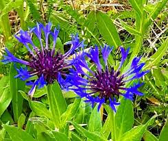 Attēlu rezultāti vaicājumam “Centaurea”
